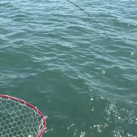 調査でデカマゴチ出現の画像