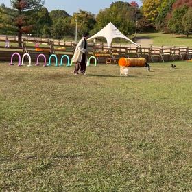 トンボって漢字で書ける？の画像