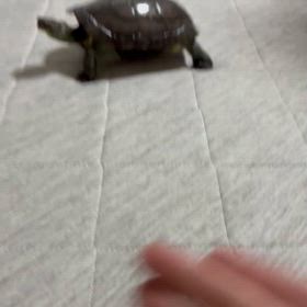 来るこぶの画像