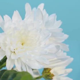 母の命日に思うの画像