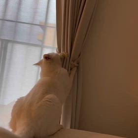 すももの元気さの画像