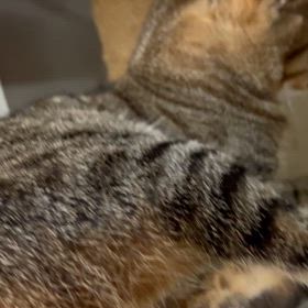 2024/10/15     ちび猫　　ちゃいの画像