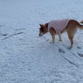石岡八郷ベースの画像