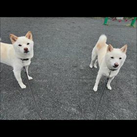 スナッフィくん、ピッツァくん　白柴犬兄弟の画像