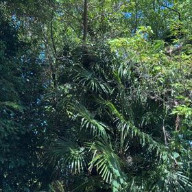 セミ鳴き始めたの画像