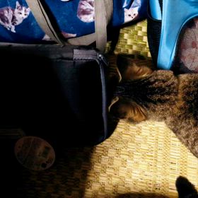 チャッピーさんの冒険の画像