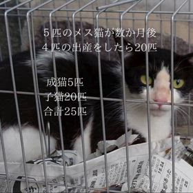 《気付いて下さい》遠賀郡岡垣町:まち猫コミュニティの画像