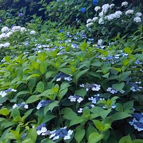 動画で観て下さいねの画像