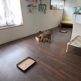 ノーズワーク入門の画像