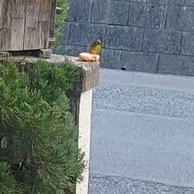 (*^^*)食べにおいで～の画  像