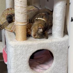 福ちゃん♀、頭が、、、の画像