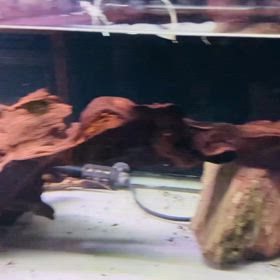 ★アジアアロワナ！★の画像