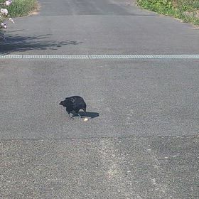 カラス…の画像