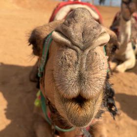 エジプト】ギザのピラミッドでラクダ乗り体験！ラクダ乗りにイラつく