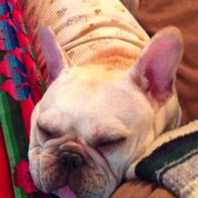 リリちゃん一周忌の画像