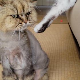 パシパシッ！の画像