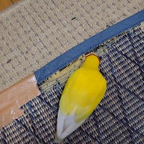 もう好きにして･･･の画像