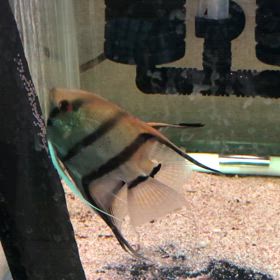 ハイブリッドエンゼル  ダブル産卵の画像