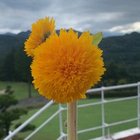 夏の終わりを感じますの画像