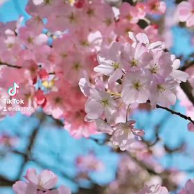 ４月の星の流れ と セッションご案内の画像