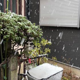 桜満開間近だというにの画像