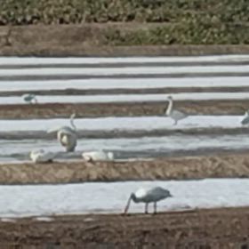 いろいろありすぎ、白鳥に癒されるの画像