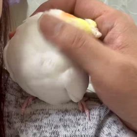 好みを選ぶ、オカメ達。 | オカメインコブリーダー okameruko