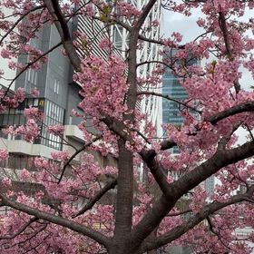 更新手続き完了致しましたの画像