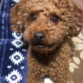 もう10年以上やってますの画像