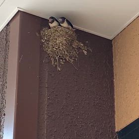 駅ツバメの画像