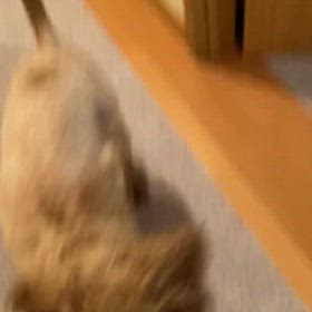 シャンプー上手！の画像