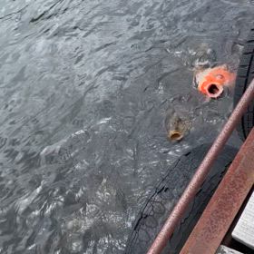 鯉動画①の画像