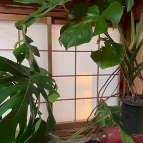 朝晩寒くなって来たので、ベランダの観葉植物を家の中に入れました｡の画像