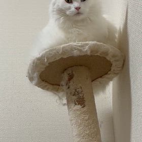 Let me out - Ben’s Brotherの画像