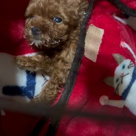 繋げられなかった命…小さな小さな子犬　の画像