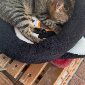 2024/06/19   ちび猫ちゃいその2の画像