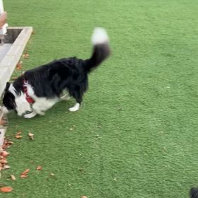 私設ドッグランの画像