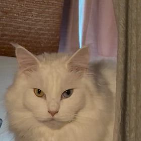 みんにゃおやすみにゃの画像