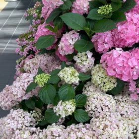 私は秘書ではありませんの画像