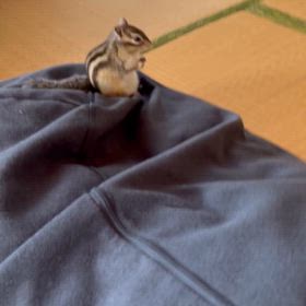 リスのいる生活　優先順位の画像