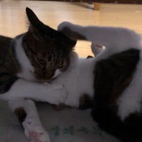 シェイプエアロのプログラム変更かアタックで… 仲がいいのか悪いのか？の画像