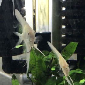 アルビノダンタムの画像