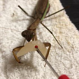 昨日のジム活。今日は食べてくれるかなぁー食べない…お別れの時期がの画像