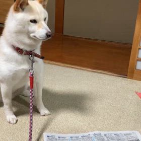 スイカです^_^の画像