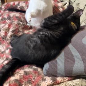 断捨離が進んだ理由 | 猫に恩返し