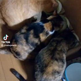 猫のご飯。。。の画像