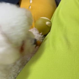 ハクくんの画像