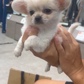 ぴのちゃんお姉ちゃんになるの画像