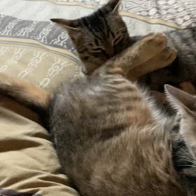 妹想いの猫の兄弟の画像