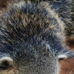 ビントロングの画像